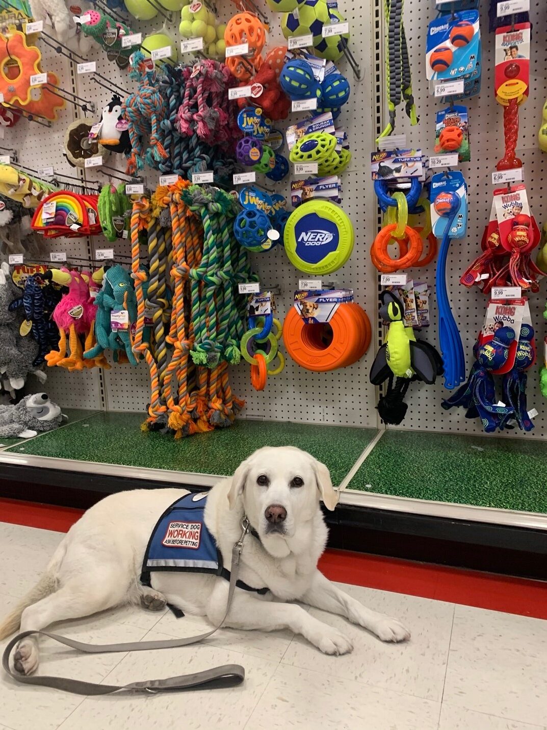 Living with Autism: Insights from Adria Nassim’s Journey Therapy dog